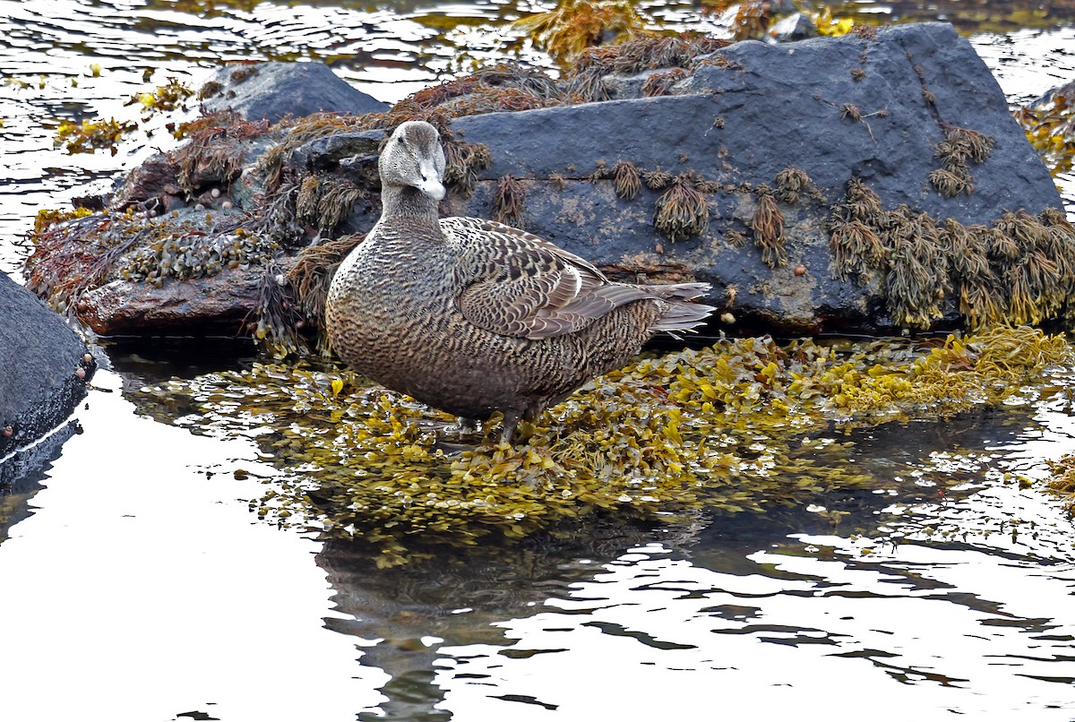 Common Eider - ML621701737