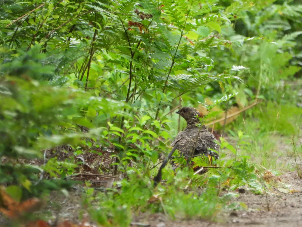 Spruce Grouse - ML621701798