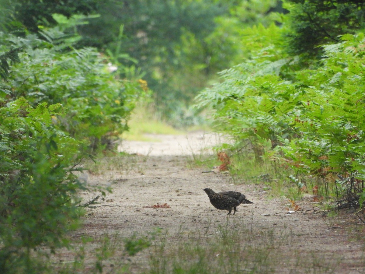 Spruce Grouse - ML621701799