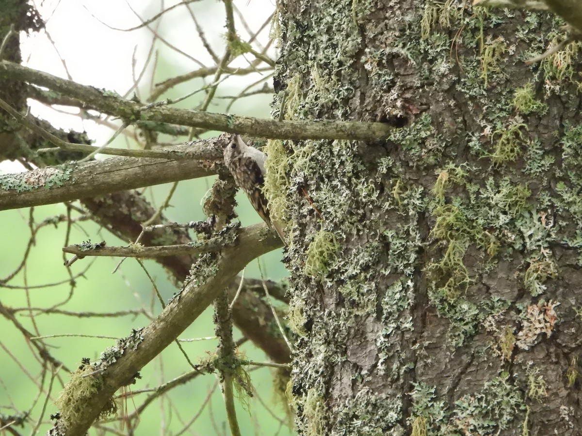 Brown Creeper - ML621701803