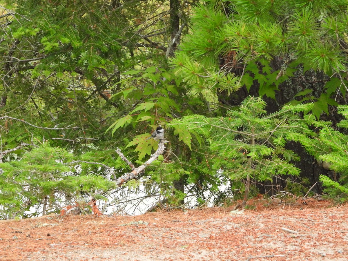 Black-capped Chickadee - ML621701804