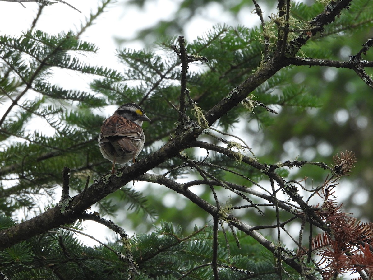 White-throated Sparrow - ML621701805