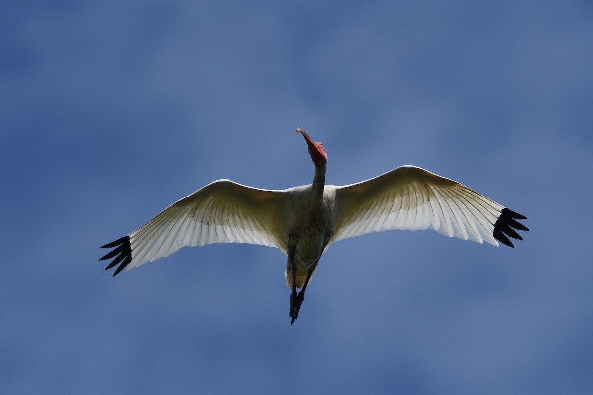 White Ibis - ML621701811