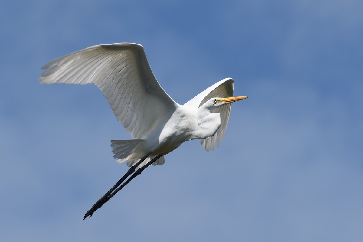 Great Egret - Shane Carroll