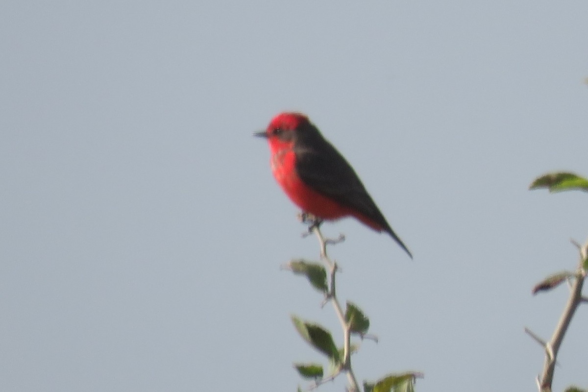 Vermilion Flycatcher - ML621701883