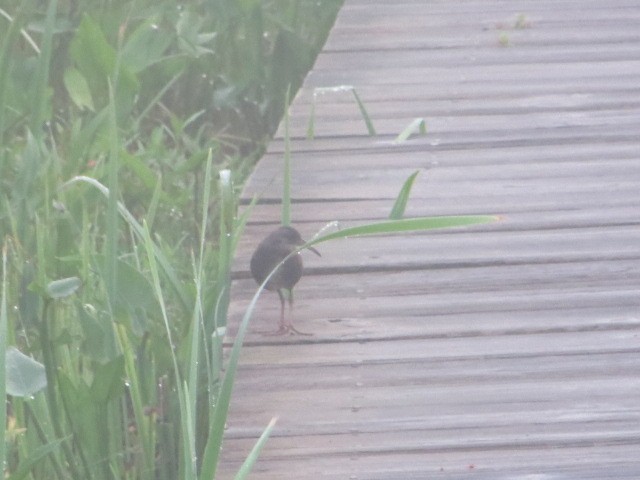 Virginia Rail - Michael Doyle