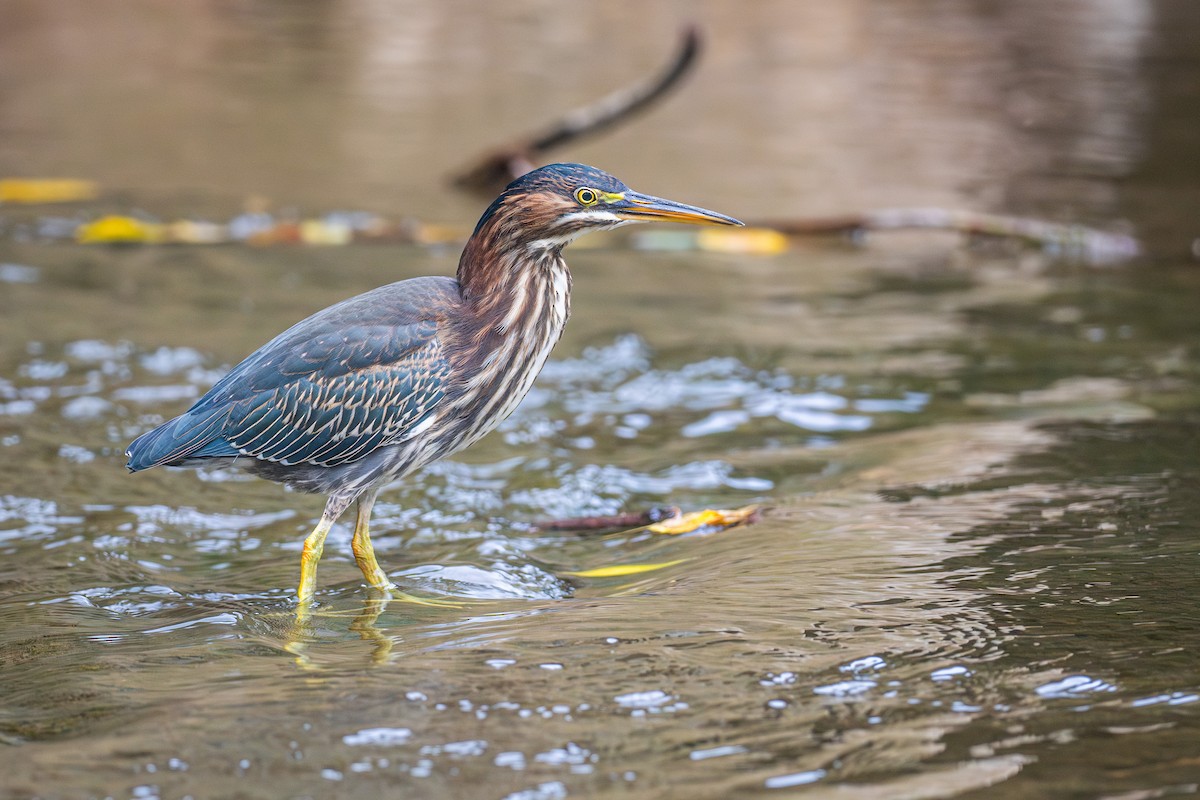 Green Heron - ML621701969