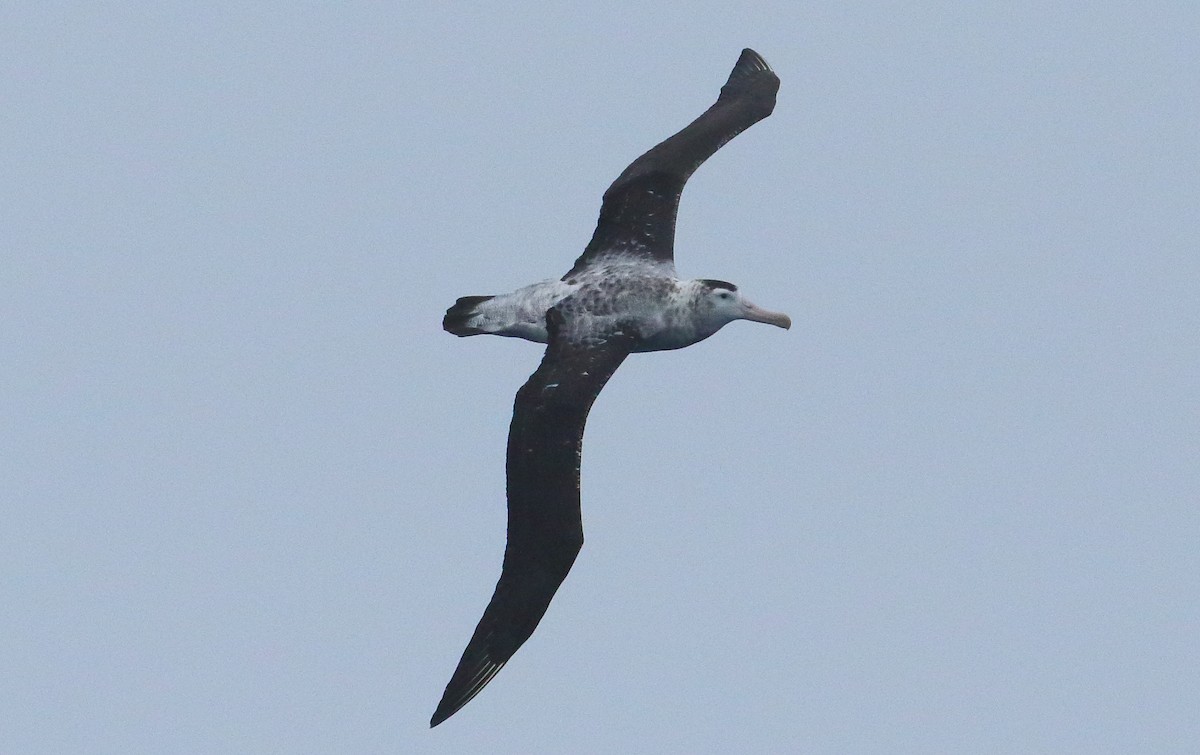 albatros tristanský - ML621701976