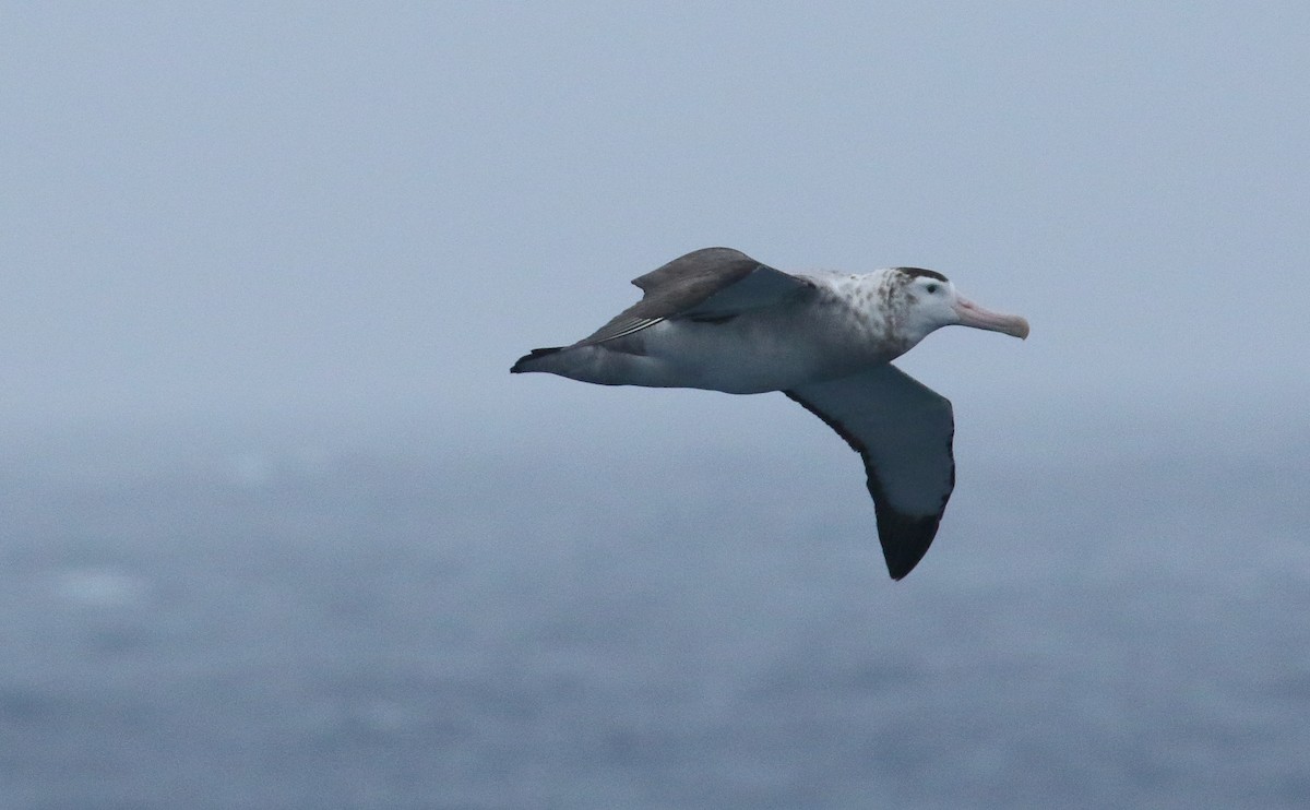 Tristan Gezgin Albatrosu - ML621701977