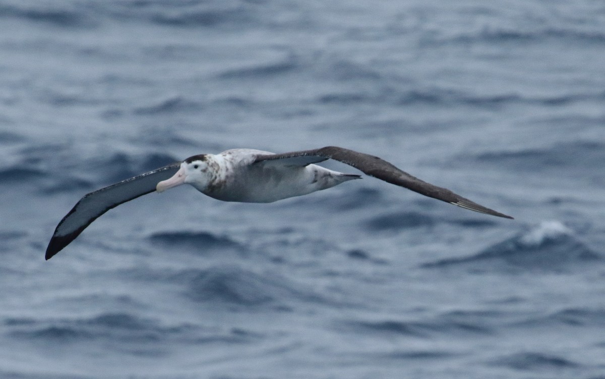 albatros tristanský - ML621701978