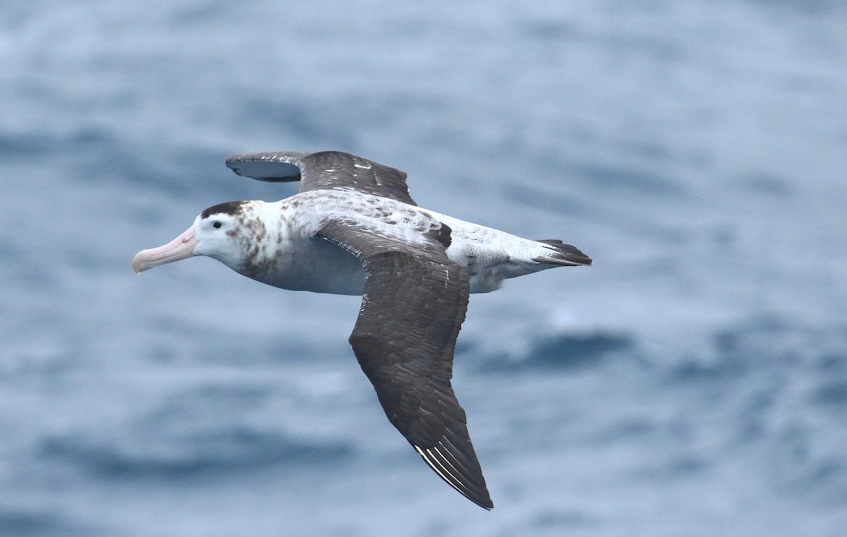 Tristan Albatross - ML621701979