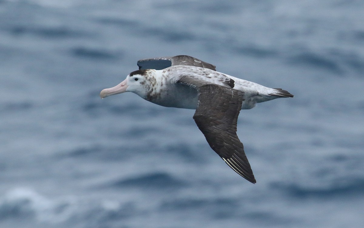 Tristan Albatross - ML621701980