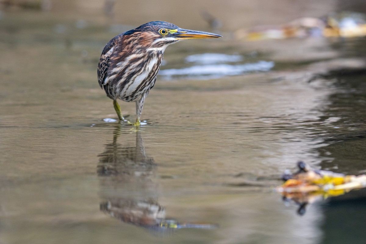 Green Heron - ML621701983