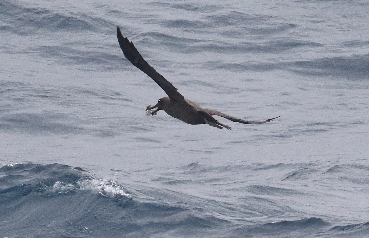 Sooty Albatross - ML621701985