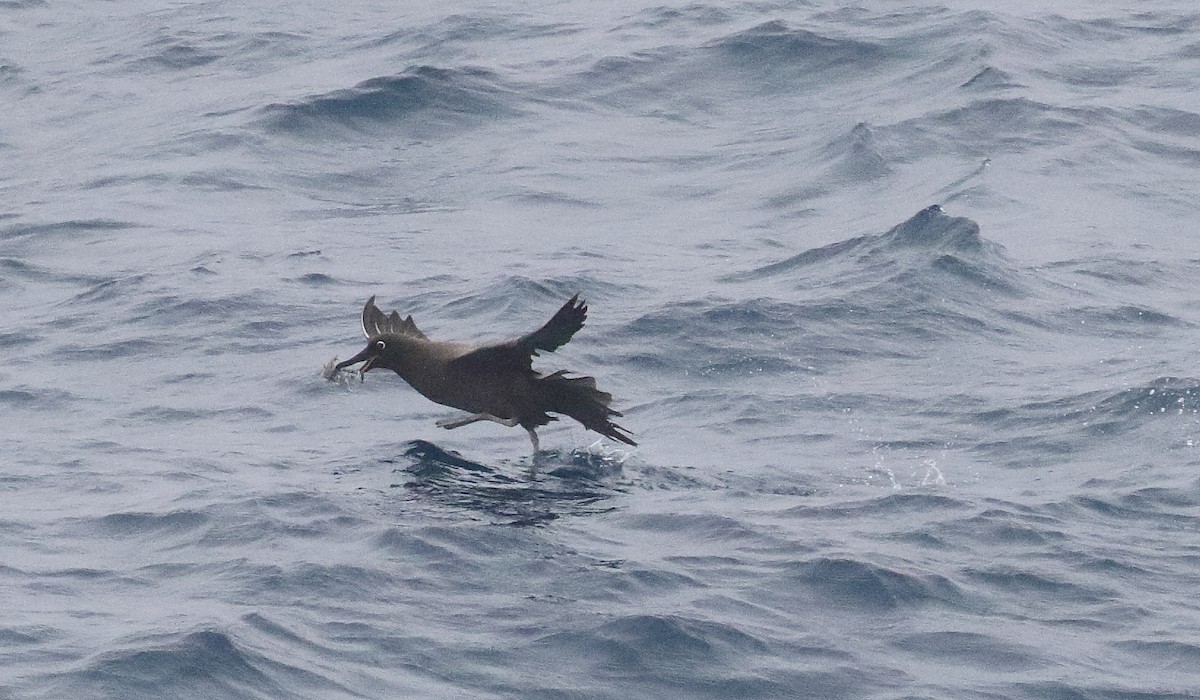 Sooty Albatross - ML621701986