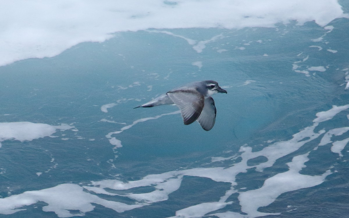 Broad-billed Prion - ML621701999