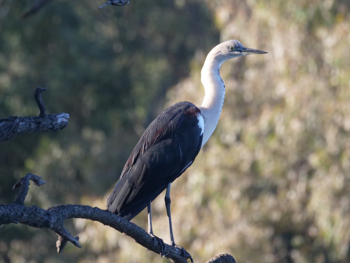 Pacific Heron - ML621702008