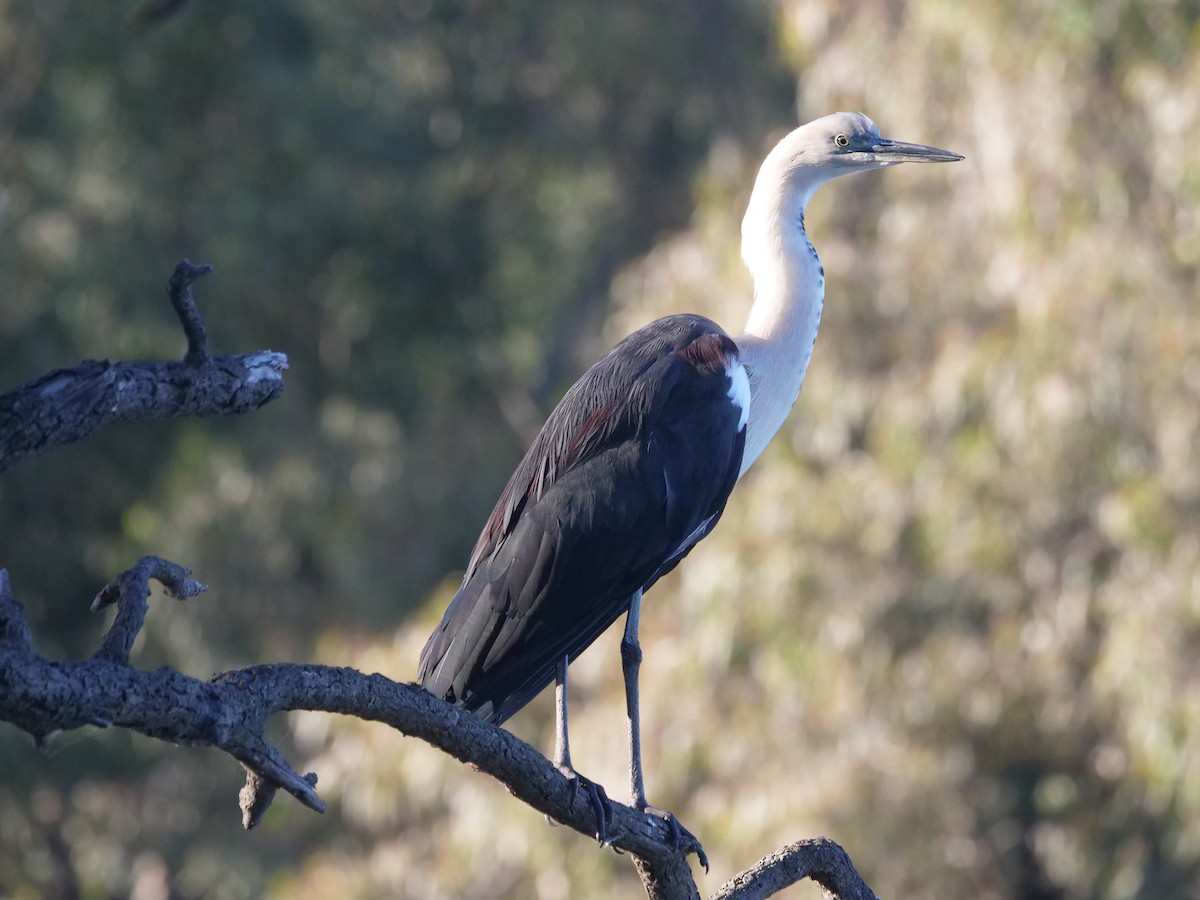 Pacific Heron - Frank Coman