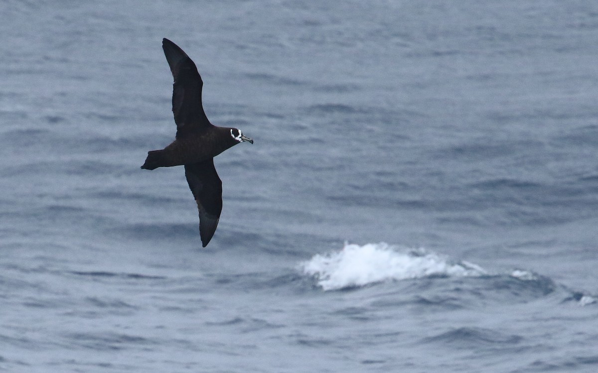 Spectacled Petrel - ML621702012