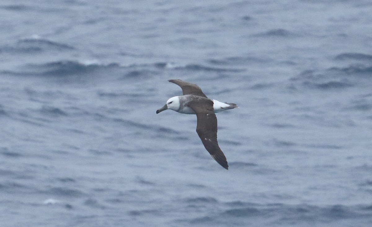 Black-browed Albatross - ML621702014