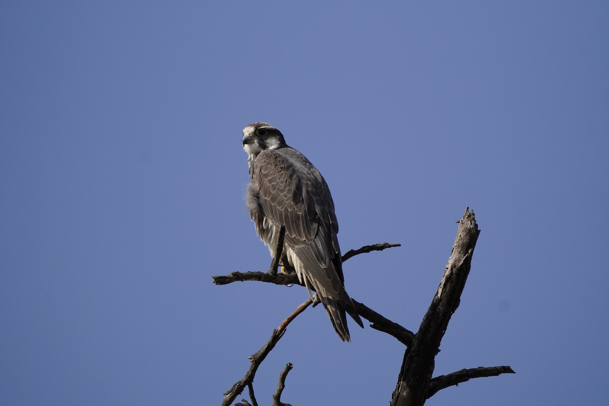 Lanner Falcon - ML621702075