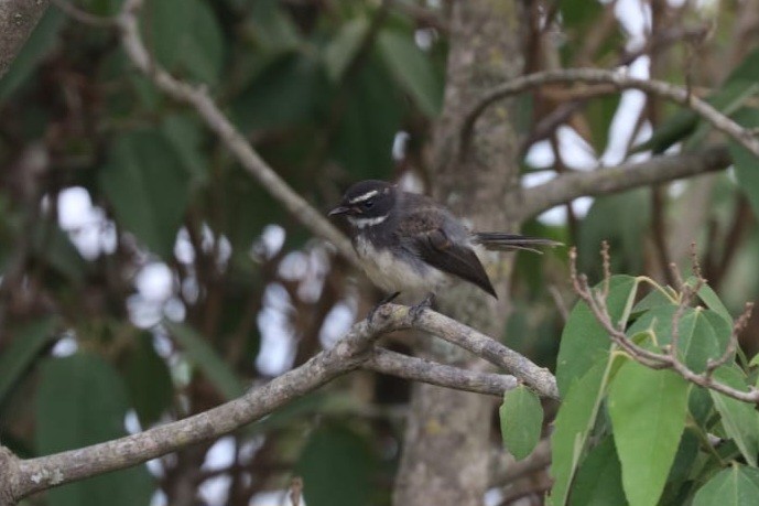 Spot-breasted/White-browed Fantail - ML621702085