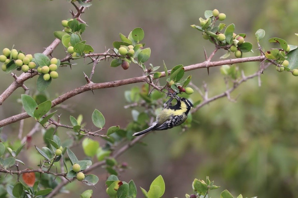 Indian Yellow Tit - ML621702088