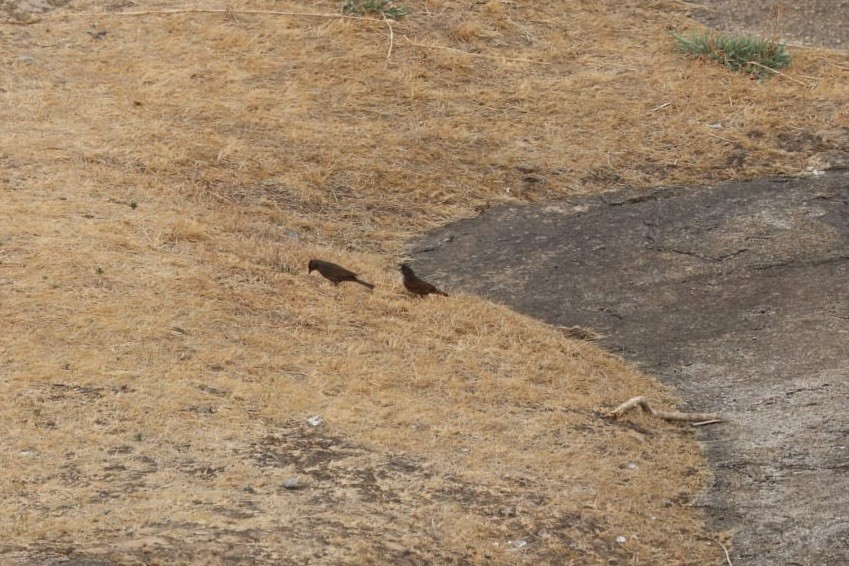 Crested Bunting - ML621702100