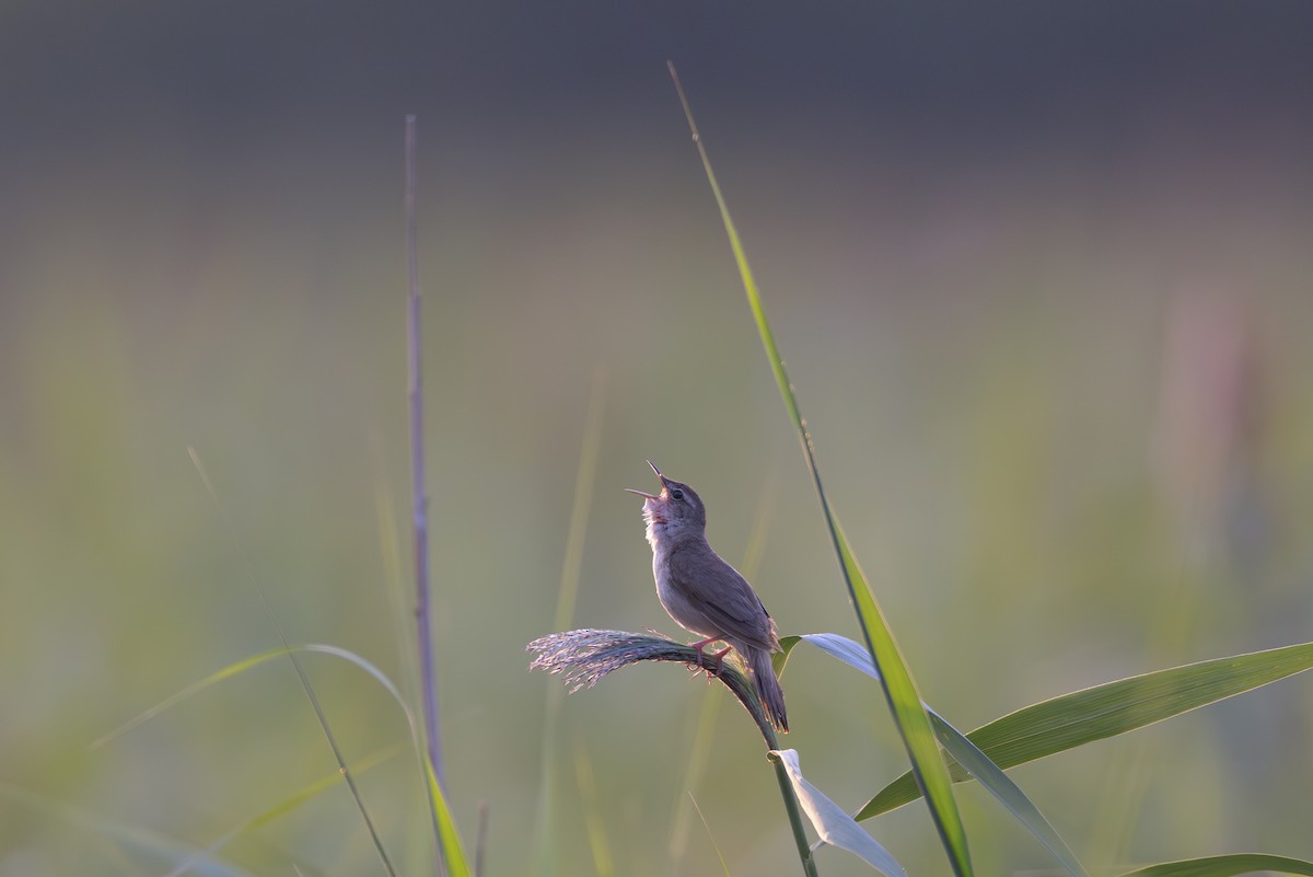 Savi's Warbler - ML621702250