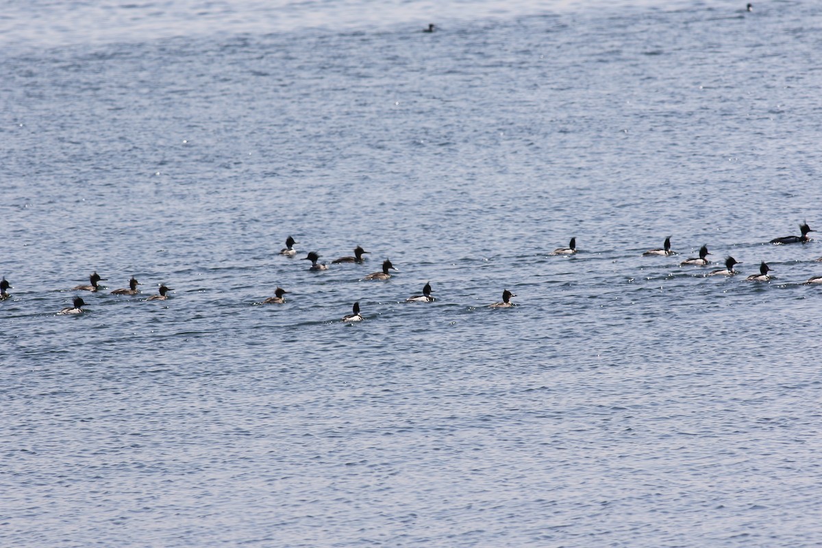 Red-breasted Merganser - ML621702260