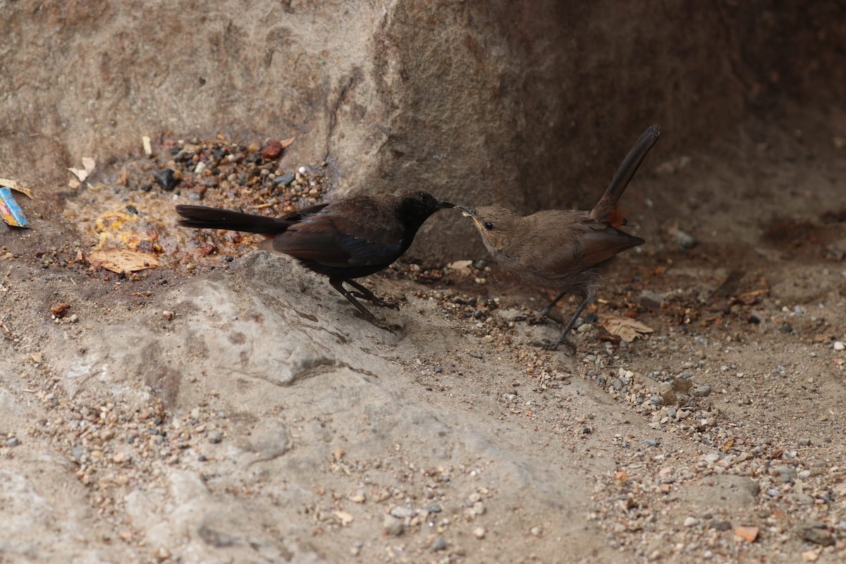 Indian Robin - ML621702325