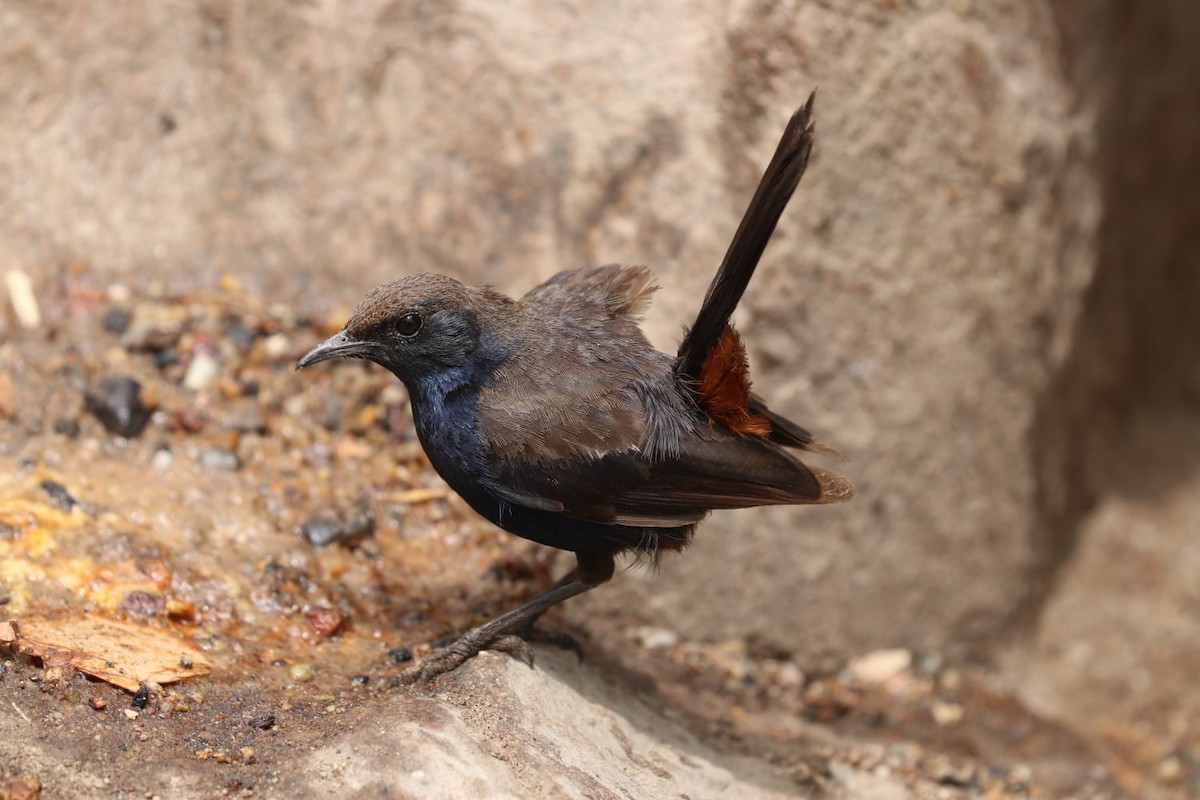 Indian Robin - ML621702326