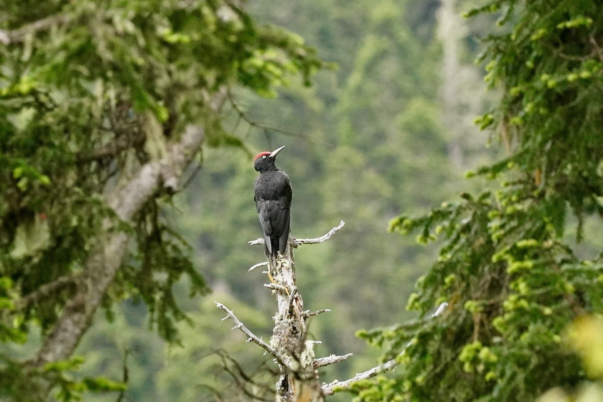 Black Woodpecker - ML621702331