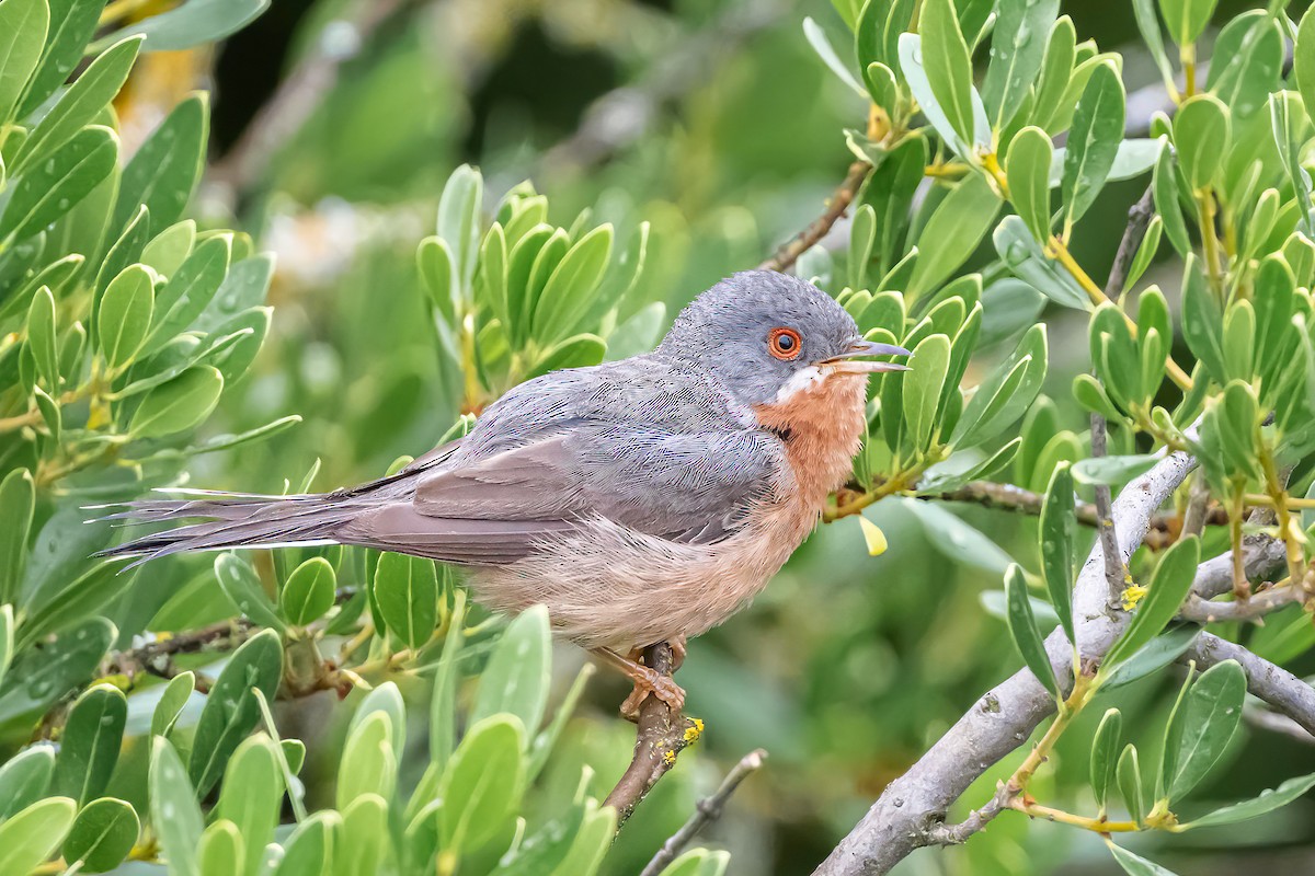 Curruca Carrasqueña Occidental - ML621702332