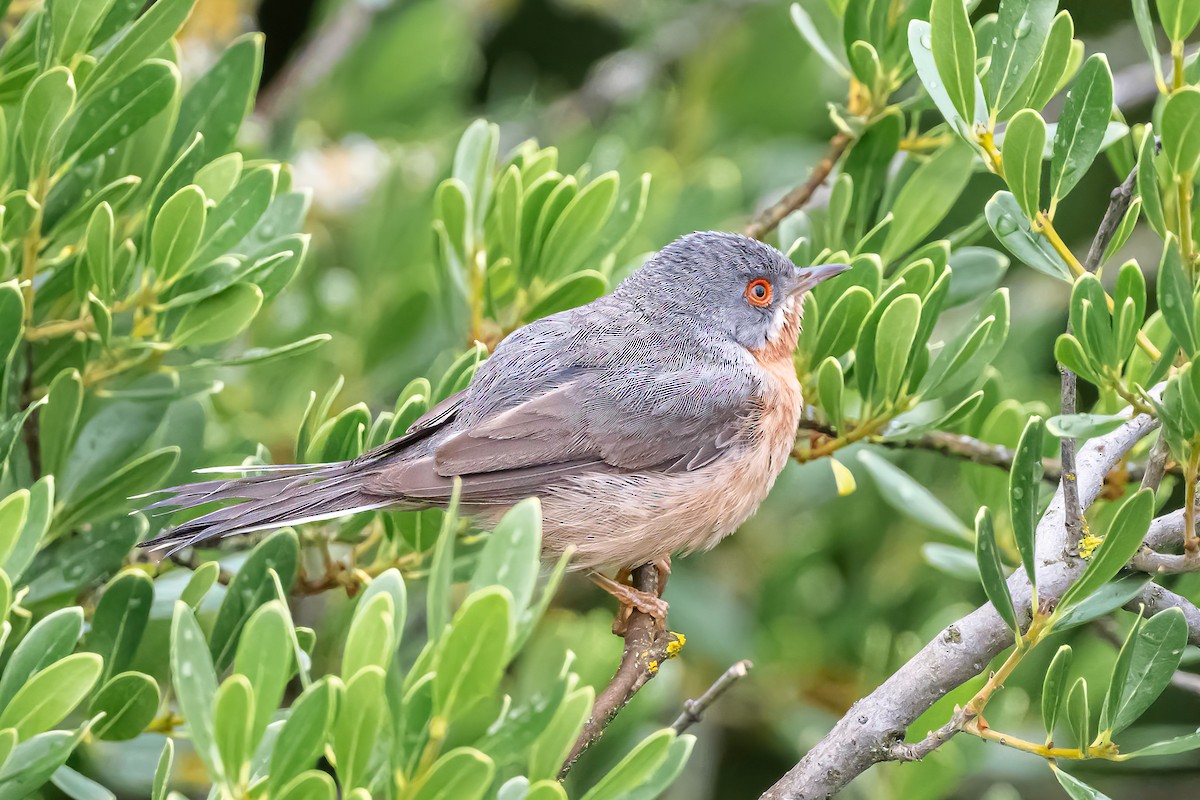 Curruca Carrasqueña Occidental - ML621702336