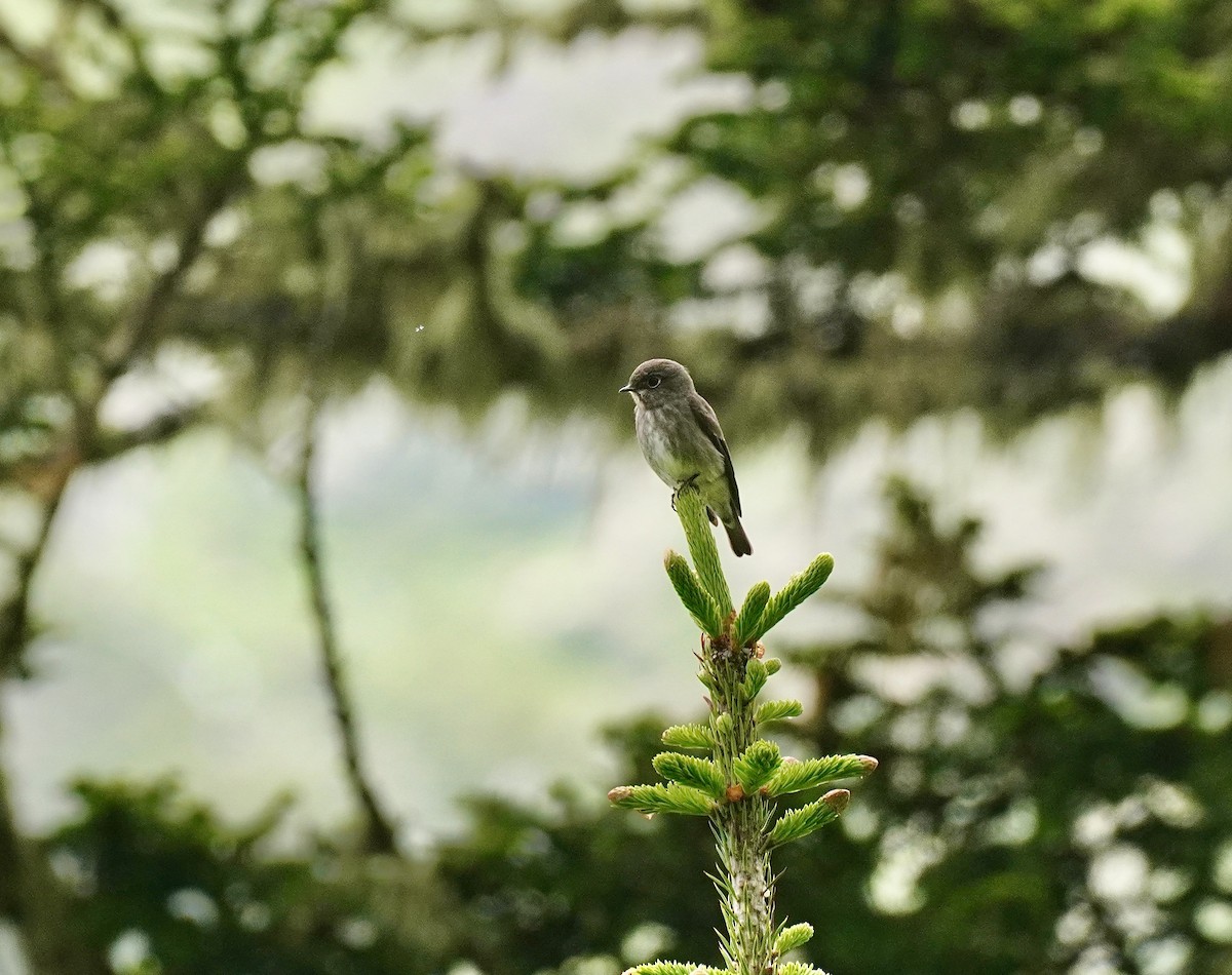 Dark-sided Flycatcher - ML621702341