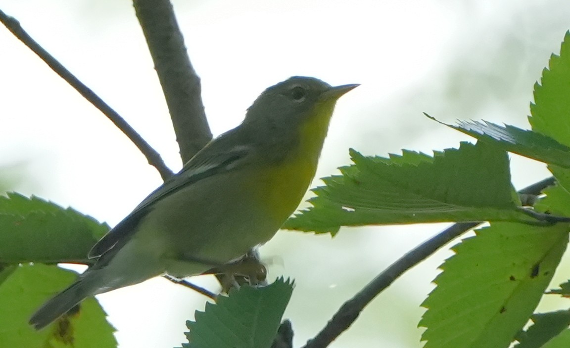 Northern Parula - ML621702386