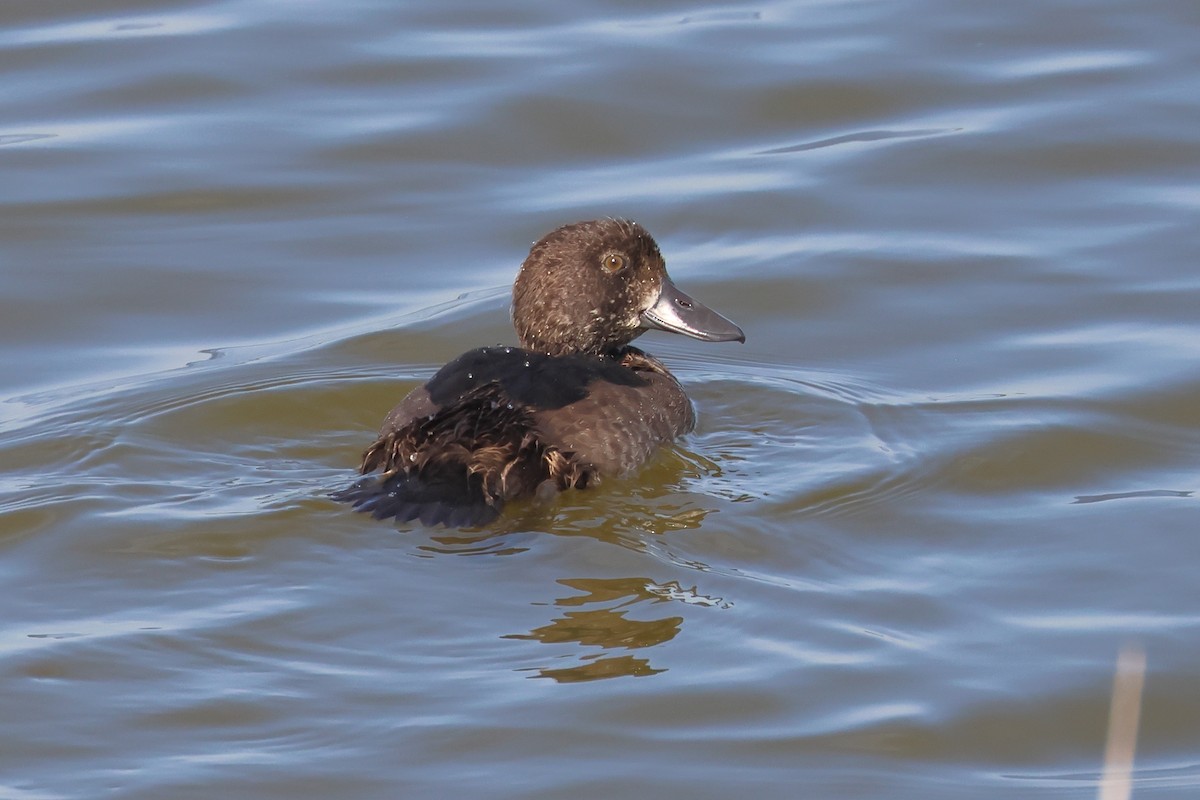 Tufted Duck - ML621702404