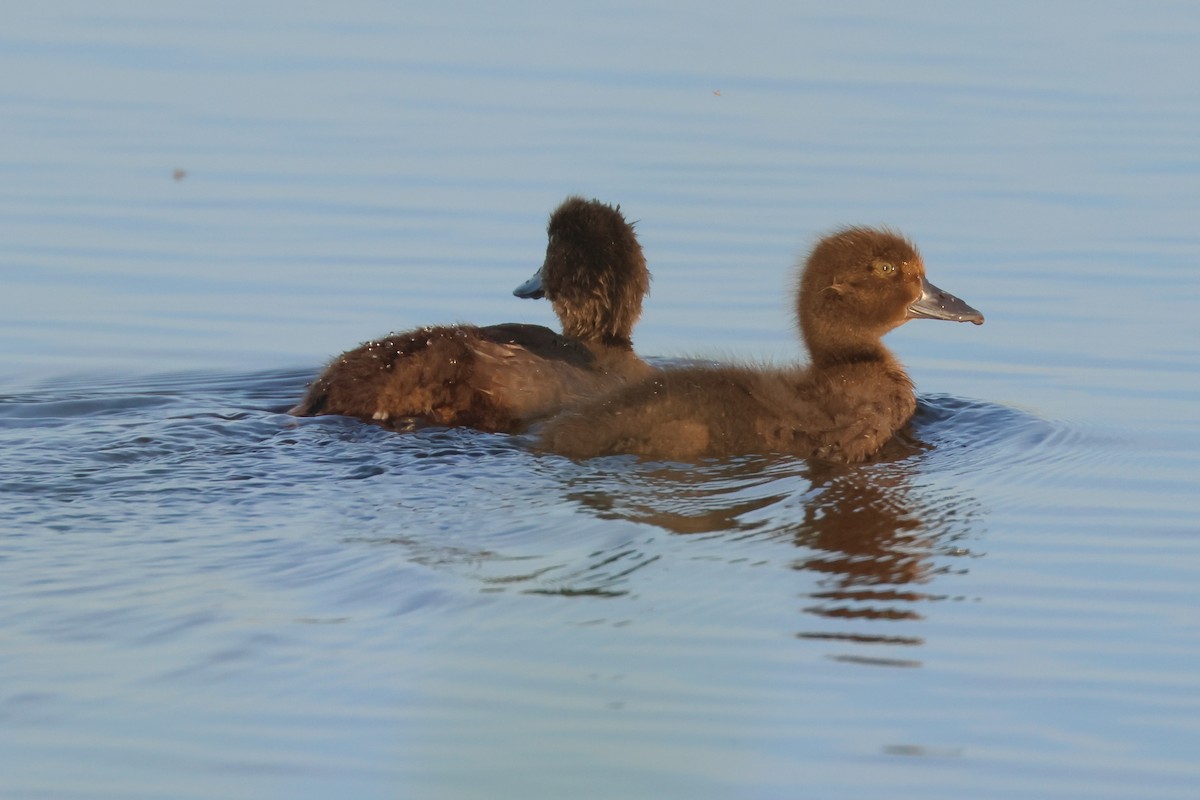 Tufted Duck - Paul Anderson