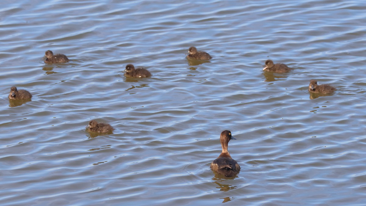 Tufted Duck - ML621702406