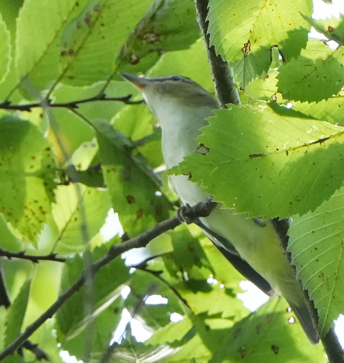Red-eyed Vireo - ML621702408