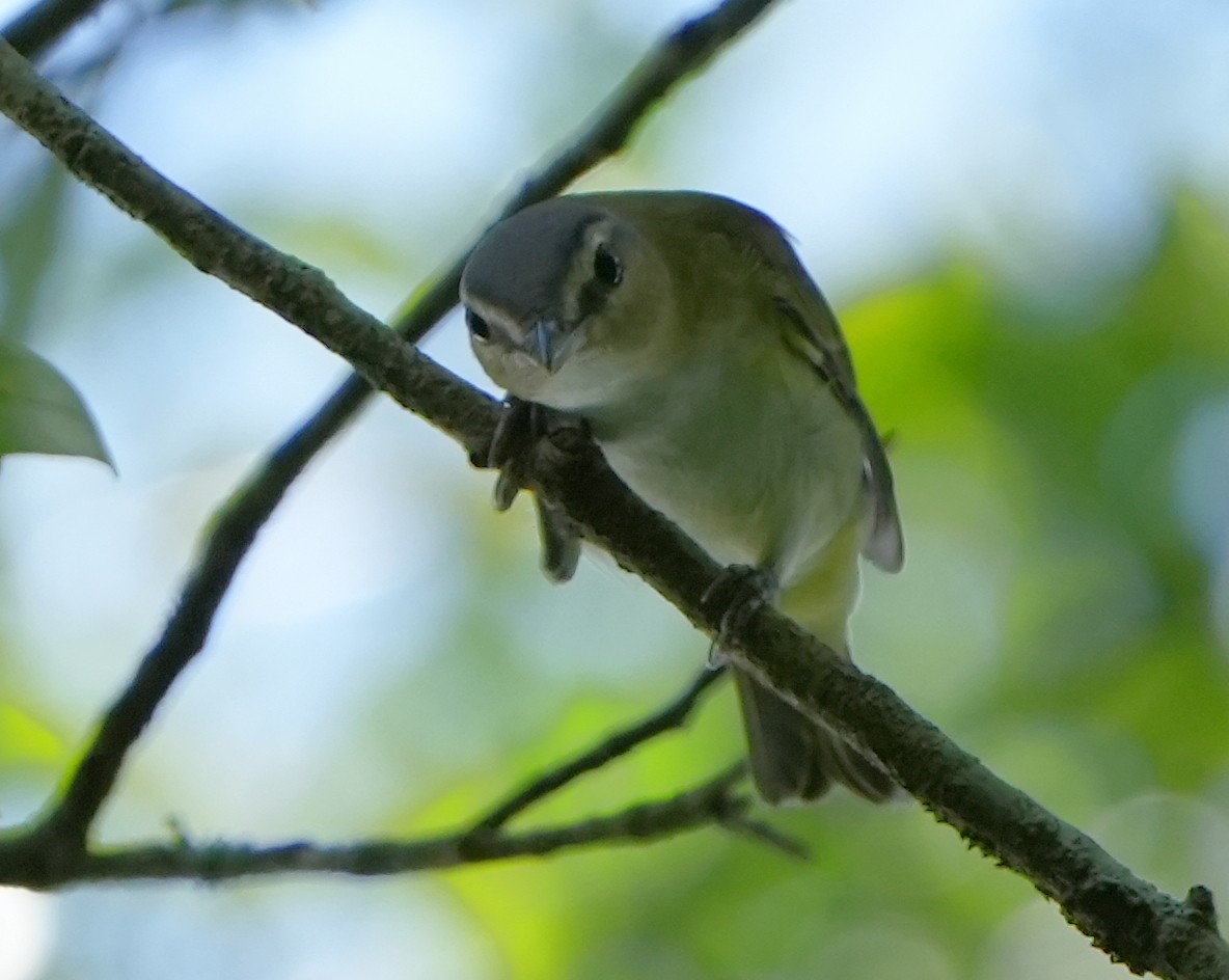 Red-eyed Vireo - ML621702418