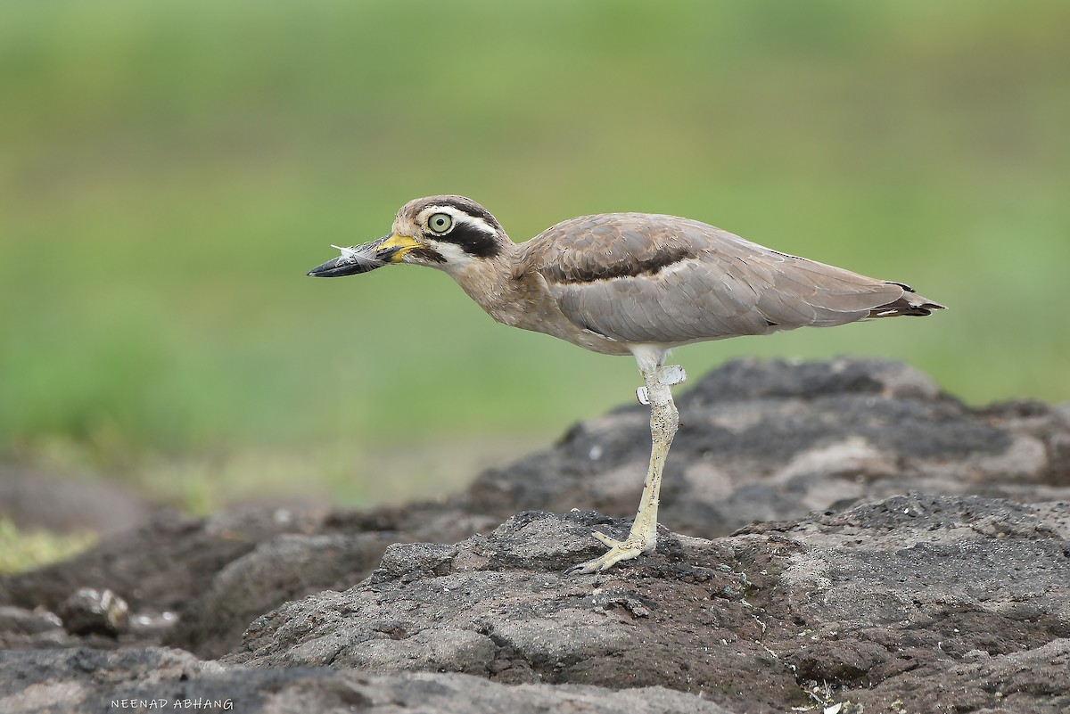 Great Thick-knee - ML621702420