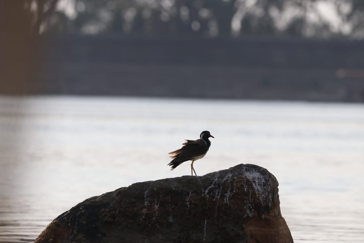 Red-wattled Lapwing - ML621702428