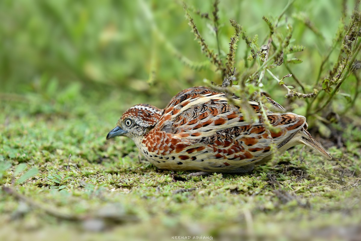 Small Buttonquail - ML621702429