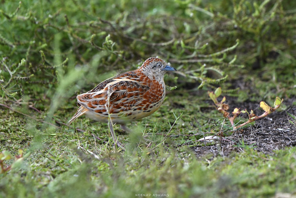 Small Buttonquail - ML621702430