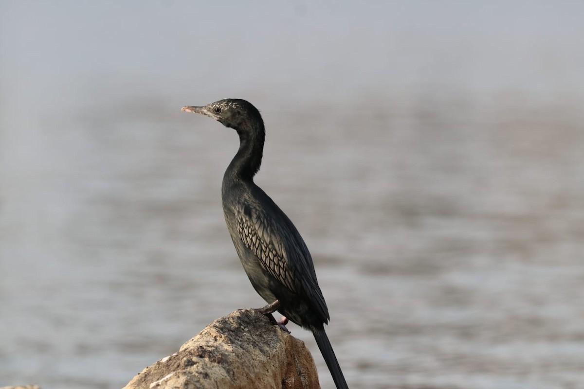 Little Cormorant - ML621702436