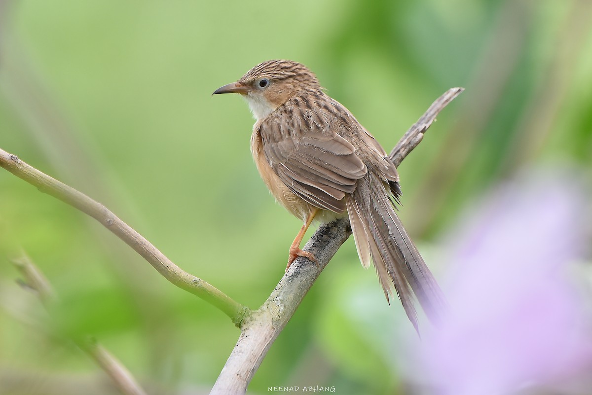 Common Babbler - ML621702444