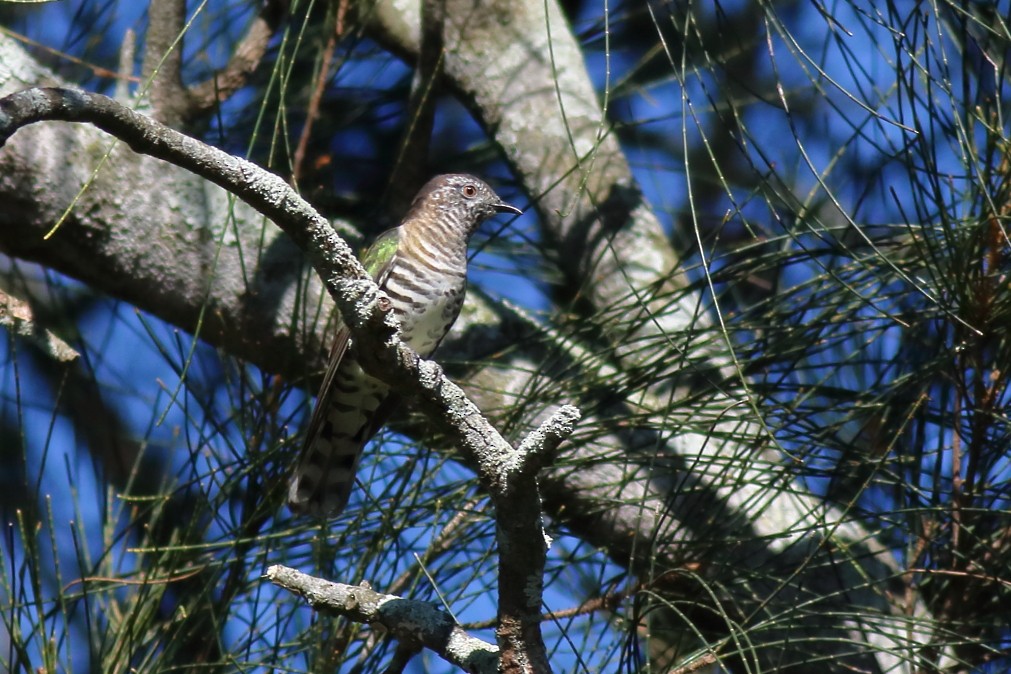 kukačka blýskavá (ssp. plagosus) - ML621702511