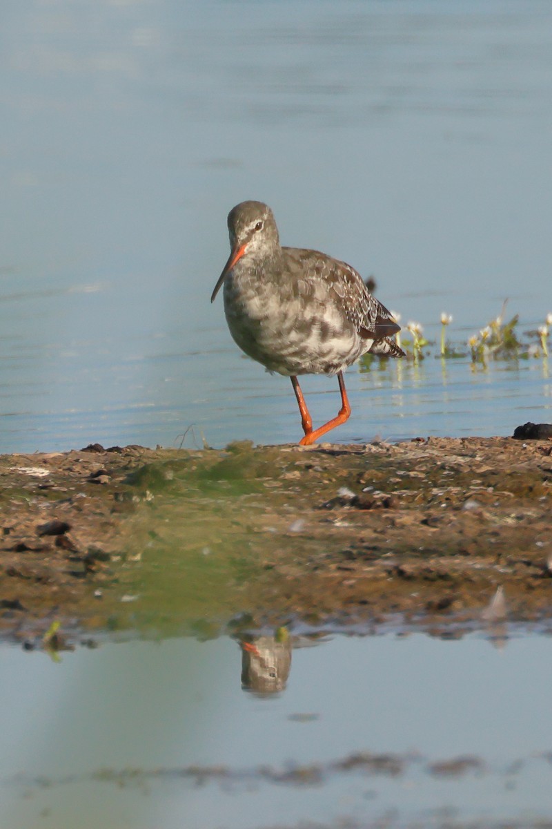 Spotted Redshank - ML621702516